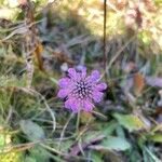 Scabiosa lucida 花