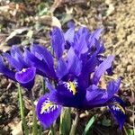 Iris spuria Blüte