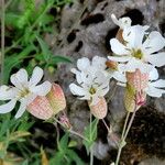 Silene uniflora Blomma