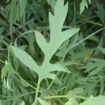 Romneya coulteri পাতা