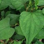 Houttuynia cordata ഇല