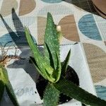 Aloe maculata Blatt