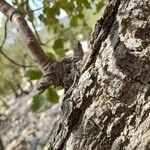 Quercus brantii Kabuk