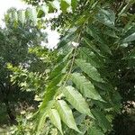 Ailanthus altissima Leht