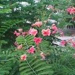 Caesalpinia pulcherrimaफूल