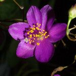 Phemeranthus calcaricus Flower