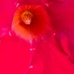 Mandevilla sanderi 花