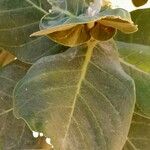 Calotropis procera 叶