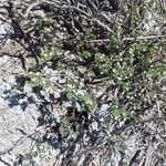 Frankenia pulverulenta Hoja