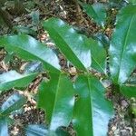 Castanospermum australe Blatt