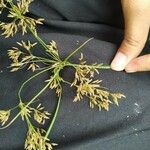 Cyperus rotundusЛист