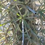 Didierea madagascariensis Leaf