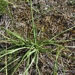 Anthericum liliago पत्ता