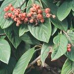 Cotoneaster frigidus Blad