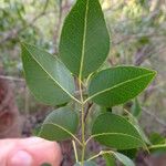 Amyris elemifera Feuille