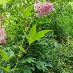 Filipendula rubra Kwiat