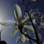 Magnolia sprengeri Flor