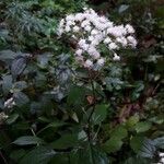 Ageratina altissima Çiçek