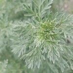 Artemisia absinthium Frunză