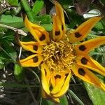 Wyethia angustifolia Fiore