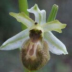 Ophrys arachnitiformis പുഷ്പം