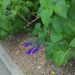 Salvia coeruleaFlower