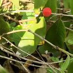 Myrciaria glomerata Hábito