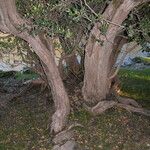 Myrceugenia exsucca Otro