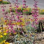 Penstemon parryi Flower