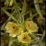 Mohavea confertiflora Flor