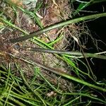 Asplenium juglandifolium Diğer