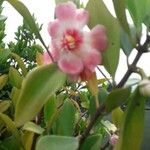 Clusia grandiflora Квітка