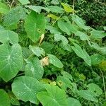 Colocasia esculenta Habit