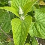 Phlomis russeliana পাতা