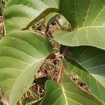 Nauclea latifolia Folio