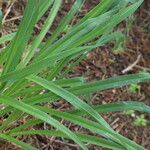 Hemerocallis middendorffii List