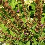 Rumex conglomeratus Fruit