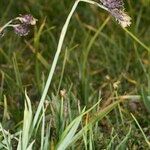 Carex atrofusca Habitus