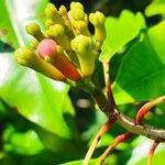 Syzygium aromaticum ᱵᱟᱦᱟ