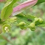Acer carpinifolium Mosusu
