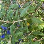 Salvia corrugata Flor