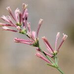 Asperula aristata Цветок