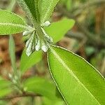 Elaeagnus umbellata Kwiat