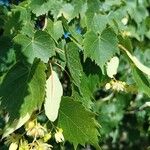 Tilia mongolica Leaf