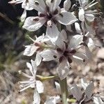 Lysimachia ephemerum Õis