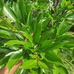 Zygia longifolia Leaf