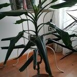 Dracaena fragransList