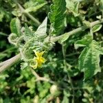Solanum pimpinellifolium Λουλούδι