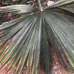 Livistona chinensis Folha