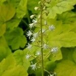 Tiarella cordifolia Flower